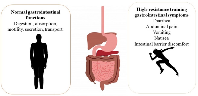 Effects generated by high-resistance training on normal functions of the gastrointestinal tract. Personal elaboration.