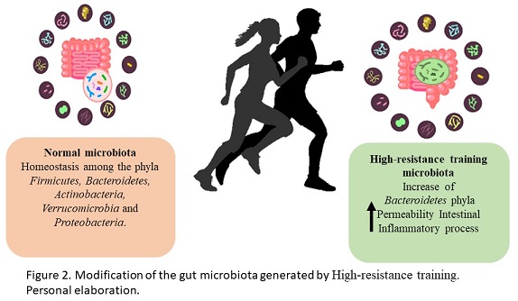 Modification of the gut microbiota generated by High-resistance training. Personal elaboration.