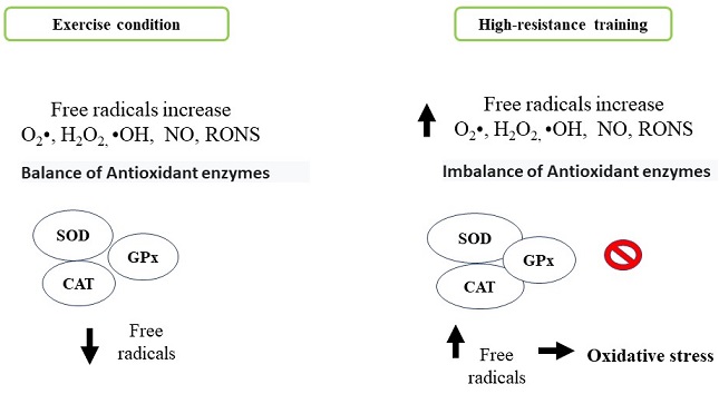 Comparison of cell antioxidant system activation. Antioxidant process generated by antioxidant enzymes under normal exercise execution conditions compared to oxidative stress generated by overporduction reactive oxygen species generated during exercise of can resistance. Personal elaboration.