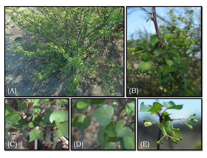 Jatropha cardiophylla. Planta completa (A), tallo con hojas y semillas (B), secreci&oacute;n similar a sangre en el tallo (C), hojas similares a un coraz&oacute;n (D) y flores (E). Fotos tomadas por Marcos Leon-Bejarano y Rosario Alejandro Trasvi&ntilde;a-Mendoza.