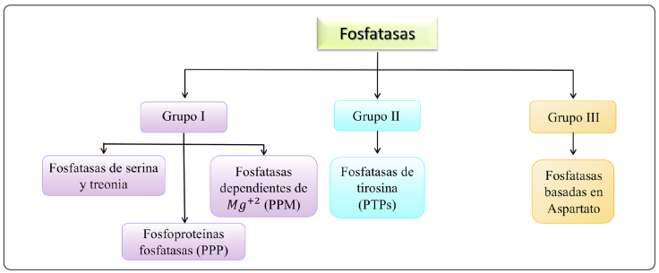 Clasificación general de las fosfatasas. 