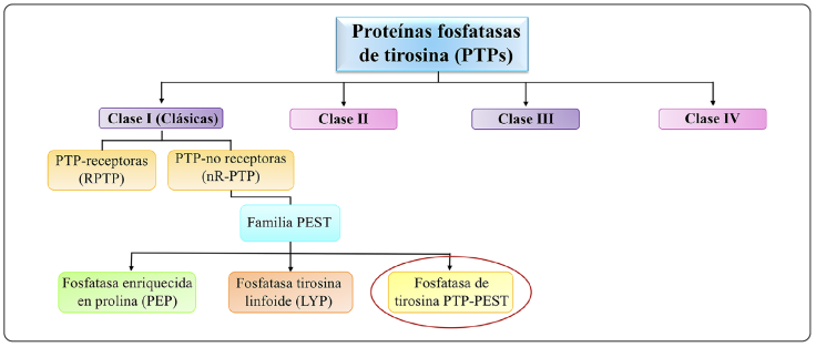 Clasificación general de las fosfatasas de tirosina (PTPs). La marca roja indica la ubicación de la PTP-PEST en la clasificación.