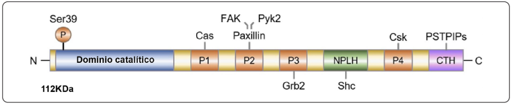Representación esquemática de la estructura de PTP-PEST.