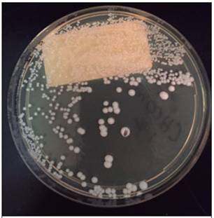 Colonias de Candida famata cultivadas en medio agar de extracto de levadura-peptona-dextrosa (YPD)