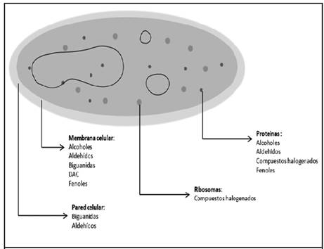 Principales blancos de biocidas en c&eacute;lulas procariotas.