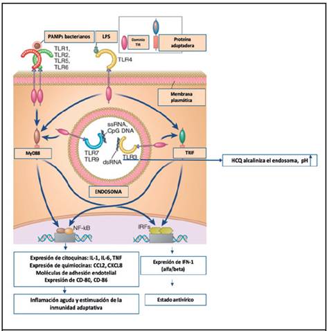 La hidroxicloroquina act&uacute;a como base, alcalinizando el endosoma, lo cual impide la uni&oacute;n de ligandos de autoant&iacute;genos a TLR, inhibiendo las v&iacute;as de s&iacute;ntesis de citoquinas, mol&eacute;culas de adhesi&oacute;n, quimiocinas y mol&eacute;culas coestimuladoras. Modificada de Abbas Inmunolog&iacute;a B&aacute;sica, 7 ed. TNF=factor de necrosis tumoral, IL=interleucina, TLR=receptores tipo Toll, IFN= interfer&oacute;n, MyD88= gen de respuesta primaria de diferenciaci&oacute;n mieloide, TRIF= adaptador que contiene el dominio TIR inductor de IFN-&szlig;, HCQ=hidroxicloroquina, NF-KB= factor nuclear kappa B, IRF= factor regulador de interfer&oacute;n