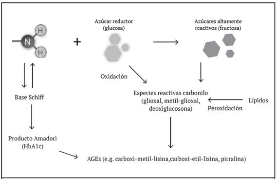 Reacciones determinantes en la generaci&oacute;n de productos finales de glicaci&oacute;n avanzada (AGEs). Los grupos amino libres (-NH2) pueden dar como resultado final la producci&oacute;n de mediadores proinflamatorios, como la carboxi-metil-lisina, carboxi-etil-lisina y pirralina, al generarse un enlace covalente irreversible.