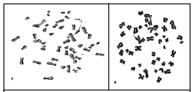 A) Metafase en segunda división mitótica (M2), en que se observan las cromátidas monosustituidas (cromosomas arlequines). B) Metafase en primera división mitótica (M1), en la que se observan cromátidas donde no se ha realizado sustitución. Aumento 100X.