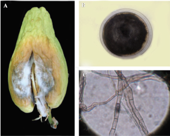 A) Síntoma en fruto enfermo por Didymella bryoniae. B y C) Didymella bryoniae en medio de  cultivo PDA, y micelio (40 X) respectivamente