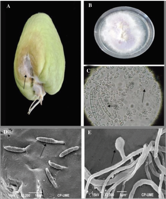 A) síntomas causados en frutos de chayote por Fusarium oxysporum. B) F. oxysporum en medio de cultivo PDA. C) Macroconidios y microconidios de F. oxysporum (40X). D) Micrografía de microscopio electrónico de barrido (2200X) de macroconidios. E) Micrografía de microscopio electrónico de barrido (3000 X) de una clamidospora de F. oxysporum.  