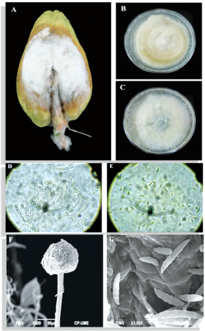 A). Síntomas causados en frutos de Sechium edule por Fusarium solani.   B y C). F. solani en medio de cultivo PDA. D y E). Macroconidios y microconidios de F. solani (40X). F). Micrografía de microscopio electrónico de barrido (500X) de un conidióforo de F. solani   G). Micrografía de microscopio electrónico de barrido (3000 X) de macroconidios.  