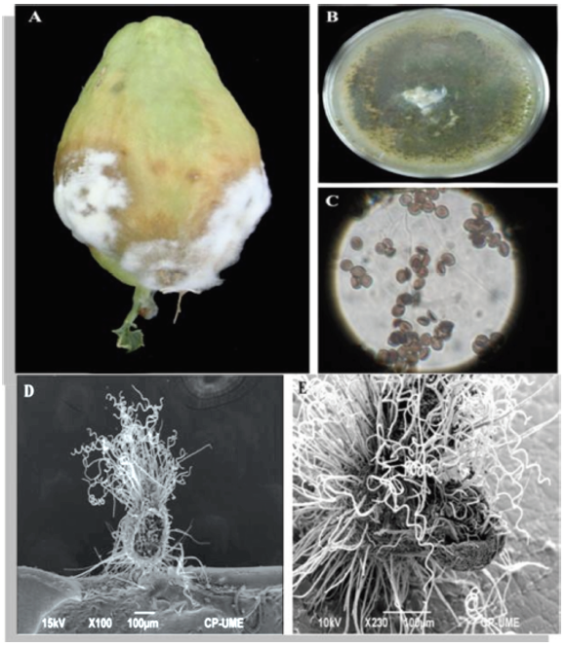 A) Síntomas causados en frutos de Sechium edule por Chaetomium globosum. B) C. globosum en medio de cultivo PDA. C) Conidios de C. globosum (40X). D y E) Micrografía de microscopio electrónico de barrido (100X) y asco- mas de C. globosum (230X).