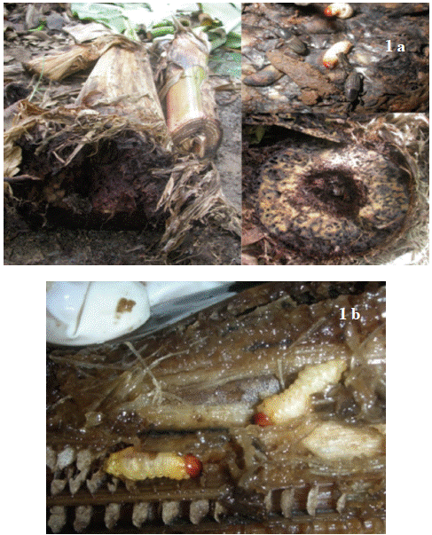 1a Plantas de banano afectadas por Cosmopolites sordidus. 1b Extracción de las larvas en el laboratorio