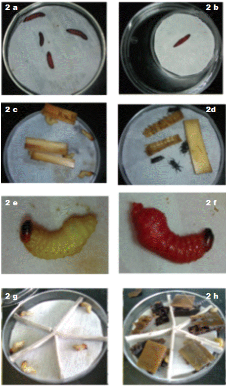 Inoculación de las larvas de Galleria mellonella y Cosmopolites sordidus en los diferentes ensayos. 2a Larvas de G. mellonella, 2b Trampa de White, 2c Larvas de C. sordidus primer ensayo. 2d Adultos de C. sordidus, 2e Larvas de C. sordidus sin inocular. 2f Larvas infectadas con Heterorhabditis. 2g Larvas de C sordidus segundo ensayo, 2h Larvas con secciones de cormo.