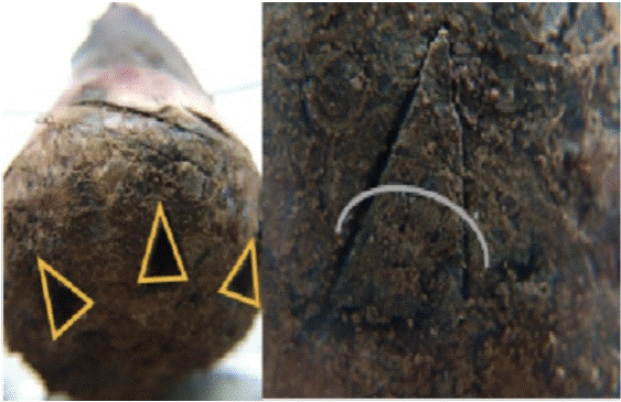 Colocación de las larvas de Cosmopolites sordidus en el cormo de banano.