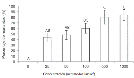 Mortalidad del estadío L5 de C. sordidus expuestos a Heterorhabditis atacamensis CIA-NE07 en platos petri 1 ddi. Barras con letras diferentes implican diferencias estadísticamente significativas según LSD p<0,05