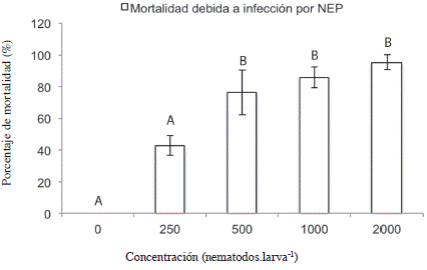 Mortalidad del estadío L5 de C. sordidus expuestos a Heterorhabditis atacamensis CIA-NE07 en cormos de banano 10 días después de la inoculación. Barras con letras diferentes implican diferencias estadísticamente significativas según LSD p<0,05.