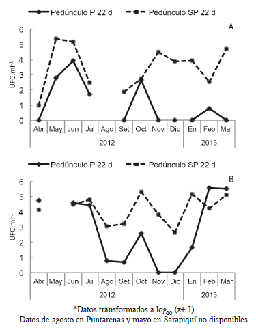 Promedio mensual de UFC.ml-1 de hongos de la suspensi&oacute;n de ped&uacute;nculo de fruta procesada (P) y sin procesar (SP) de las fincas de Puntarenas (A) y Sarapiqu&iacute; (B), despu&eacute;s de 22 d&iacute;as de almacenamiento.