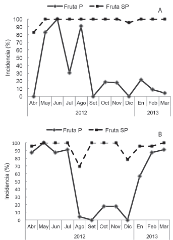 Incidencia de moho en el ped&uacute;nculo de frutos de pi&ntilde;a procesada (P) y sin procesar (SP) de las fincas de Puntarenas y Sarapiqu&iacute; (B), despu&eacute;s de 22 d&iacute;as de almacenamiento.