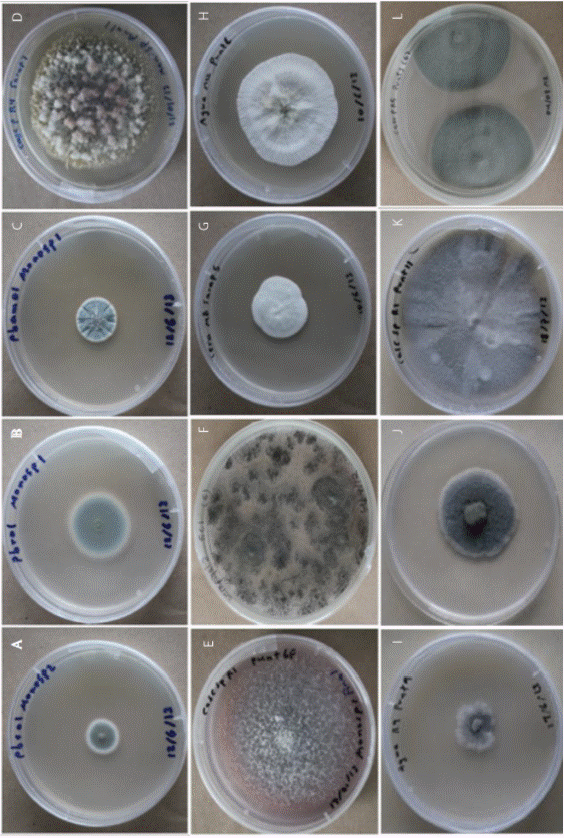 Colonias de los principales hongos recuperados en las diferentes fases de procesamiento y en la fruta. Superficie de las colonias de: A (Penicillium diversum); B (Penicillium purpureogenum); C (Penicillium sp.); D (Talaromyces calidicanius); E (Fusarium proliferatum); F (Aspergillus aculeatus); G (Penicillium daleae); H (Xylaria adscendens); I (Daldinia eschscholtzii); J (Microsphaeropsis arundinis); K (Phoma herbarum); L (Lasiodiplodia sp.).