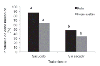 Efecto del sacudido sobre la incidencia de da&ntilde;o mec&aacute;nico en rollos y en hojas sueltas de culantro coyote. Medias del mismo tipo de presentaci&oacute;n con diferente tratamiento con letras iguales no difieren entre s&iacute; seg&uacute;n prueba DMS al 5%. Rollo: manojo de hojas amarrado con banda de hule. Hojas sueltas: manojo de hojas sin amarrar.