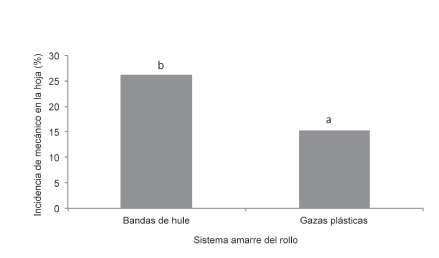 Efecto del uso de bandas de hule y gazas pl&aacute;sticas sobre la incidencia de da&ntilde;o mec&aacute;nico en las hojas de culantro coyote. Medias de tratamientos con letras iguales no difieren entre s&iacute; seg&uacute;n prueba DMS al 5%.