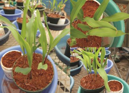 Clorosis intervenal por deficiencia de Mg en plantas de ma&iacute;z a los 19 dds.