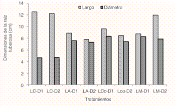 Dimensiones de largo y ancho promedio de batatas correspondientes a las formas más encontradas en los tratamientos del ensayo.
