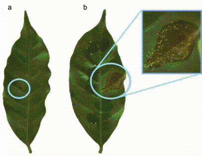 Efecto del t&eacute; de vermicompost a base de esti&eacute;rcol sobre la producci&oacute;n de gemas en las lesiones causadas por M. citricolor a los 19 d&iacute;as de la aplicaci&oacute;n.