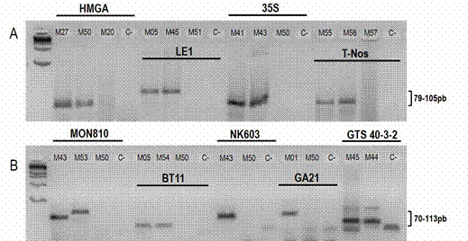 Productos de PCR visualizados mediante electroforesis en gel de agarosa.