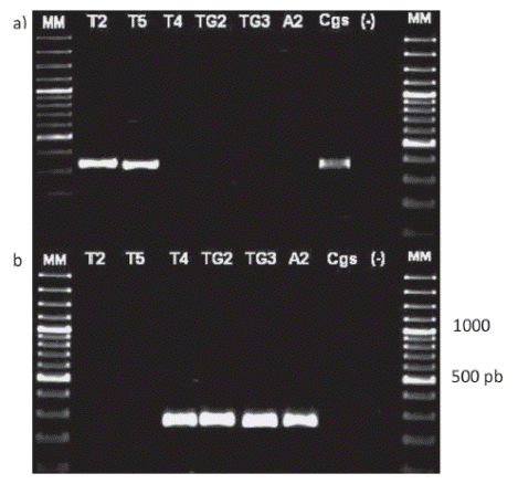 Electroforesis en gel de agarosa de productos de PCR a partir del ADN extra&iacute;do de aislamientos de Colletotrichum spp. provenientes de frutos de papaya, h&iacute;brido Pococ&iacute;, con los imprimadores CgInt para C. gloeosporioides (a), e imprimadores GmF y GmR para C. magnum (b).