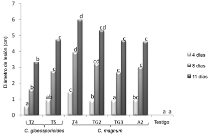 Di&aacute;metro promedio (mm) de la lesi&oacute;n causada por diferentes especies de Colletotrichum en frutas de papaya, h&iacute;brido Pococ&iacute;.