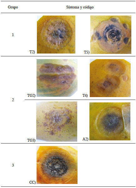 S&iacute;ntomas de antracnosis identificados en el periodo de agosto y diciembre 2012, en frutos de papaya h&iacute;brido Pococ&iacute; de la zona de Gu&aacute;cimo, Lim&oacute;n; Costa Rica.