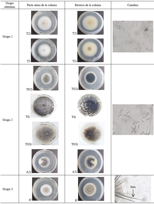 Morfolog&iacute;a de los aislamientos de Colletotrichum spp., recuperados de diferentes s&iacute;ntomas de antracnosis en frutos de papaya, h&iacute;brido Pococ&iacute;, recolectados en Gu&aacute;cimo, Lim&oacute;n, Costa Rica. 2012.
