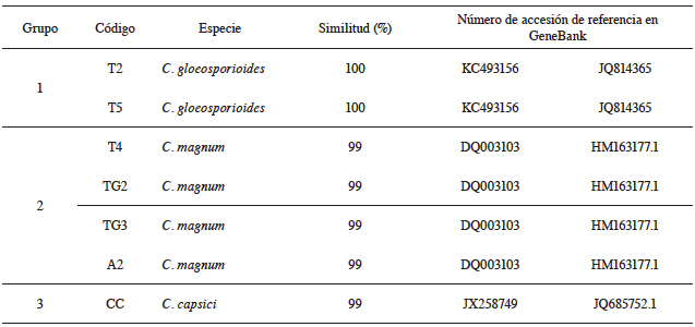 Similitud de las secuencias amplificadas de las regiones ITS1-5.8S e ITS-2 del ADN ribosomal con las depositadas en el GeneBank de los aislamientos de Colletotrichum spp., obtenidos de papaya Pococ&iacute; recolectada en el cant&oacute;n de Gu&aacute;cimo.