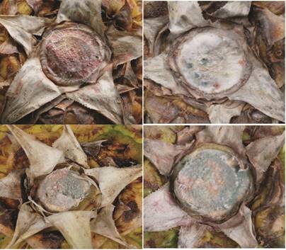 Crecimiento de los mohos m&aacute;s frecuentes en el ped&uacute;nculo de frutos de pi&ntilde;a de Puntarenas y Sarapiqu&iacute;.