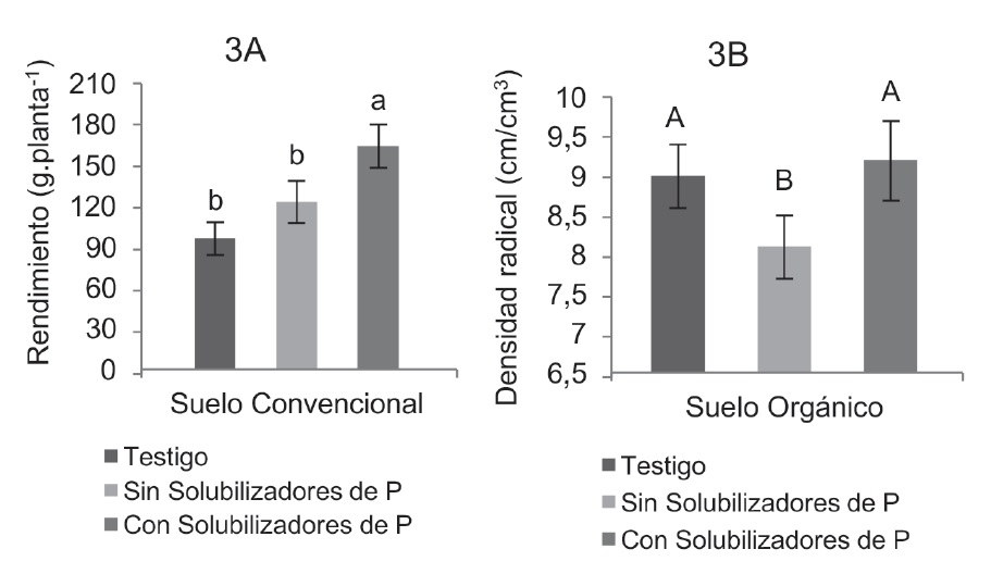 Efecto de la fertilización convencional y de la adición de solubilizadores de P sobre el rendimiento (3A) en peso fresco de tubérculos y en la densidad radical (3B) de la papa.