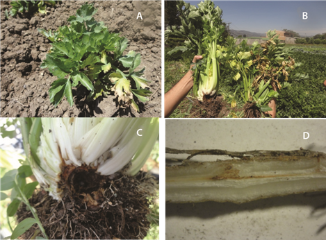 S&iacute;ntomas observados en campo y en laboratorio provenientes de plantas de apio colectadas en Cartago, Costa Rica. A y B. S&iacute;ntomas externos en las plantas enfermas. C y D. S&iacute;ntomas internos en las plantas enfermas.