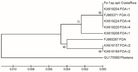 An&aacute;lisis filogen&eacute;tico utilizando Mega 6.06 con id&eacute;nticos resultados para Maximum likelihood, Minimun parsimony, UPGMA, Neighbor Joining y Minimum evolution; con 1500 replicaciones para el bootstrap. Se compar&oacute; el aislamiento obtenido en Cartago, Costa Rica con aislamientos provenientes de USA de las diferentes razas reportadas para el patosistema apio/ Fusarium. De grupo externo se utiliz&oacute; Fusarium foetens.