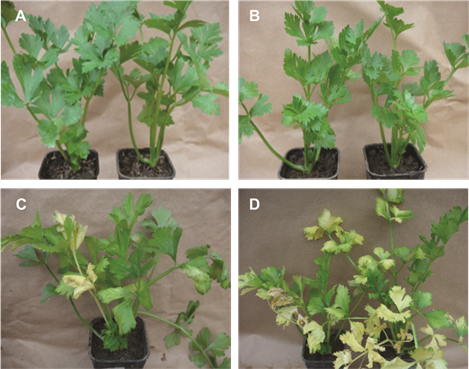 Severidad de los da&ntilde;os provocados por Fusarium oxysporum f. sp. apii en pl&aacute;ntulas de apio con heridas en el sistema radical. A. 8 d&iacute;as. B. 15 d&iacute;as. C. 30 d&iacute;as. D. 35 d&iacute;as, despu&eacute;s de la inoculaci&oacute;n.