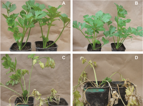 Severidad de los da&ntilde;os provocados por Fusarium oxysporum f. sp. apii en pl&aacute;ntulas de apio sin heridas en el sistema radical. A. 8 d&iacute;as. B. 15 d&iacute;as. C. 30 d&iacute;as. D. 35 d&iacute;as, despu&eacute;s de la inoculaci&oacute;n.