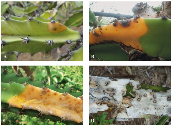 Síntomas de pudrición presentes en los cladodios de pitahaya durante la época lluviosa. A. Síntoma inicial de la enfermedad. B y C. Avance de la pudrición en el tejido. D. Síntoma final de la pudrición.