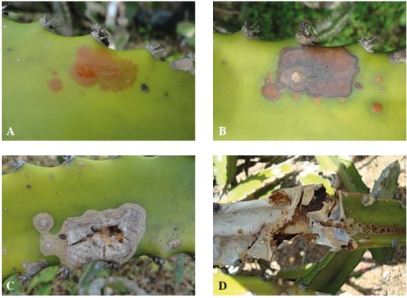 Síntomas de pudrición presentes en los tallos de pitahaya durante la época seca. A. Síntoma inicial de la enferme- dad. B. Avance de la pudrición en el tejido. C. Síntoma final cuando la enfermedad afecta un segmento del tallo. D. Síntoma final cuando la enfermedad afecta todo el cladodio.