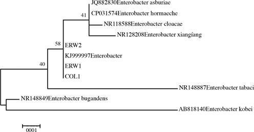 Relación filogenética entre las secuencias de bacterias obtenidas de H. costaricensis con otras especies cercanas del género Enterobacter.