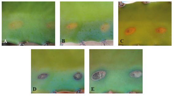 Resultados de la inoculación de E. hormaechei en tallos sanos. A. Día 8. B. Día 12. C. Día 20. D. Día 24. E. Día 52; después de inoculación.