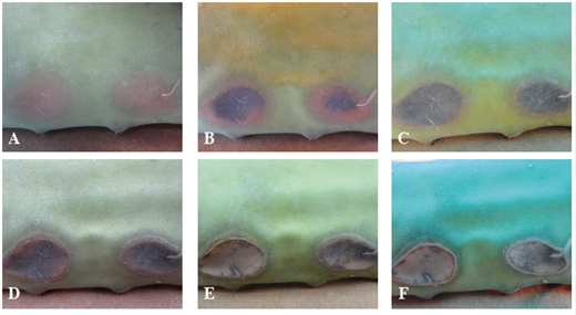 Síntomas provocados por E. hormaechei inoculada en tallos sanos, en la cara opuesta de los puntos de inoculación. Día 8B. Día 20. C. Día 24. D. Día 36. E. Día 44. F. Día 52; después de la inoculación.