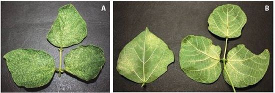 A) Síntoma producido por Tetranychus urticae en el haz del follaje de Phaseolus coccineus, B) Poblaciones de T. urticae en el envés de la hoja trifoliada de P. coccineus
