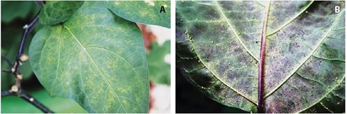 A) Clorosis provocada por Tetranychus urticae en Datura metel: superficie adaxial, B) Poblaciones de T. urticae y áfido no identificado en el envés de hoja de D. metel.