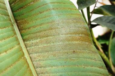 Bronceado provocado por Tetranychus urticae en follaje de Musa velutina: superficie abaxial.