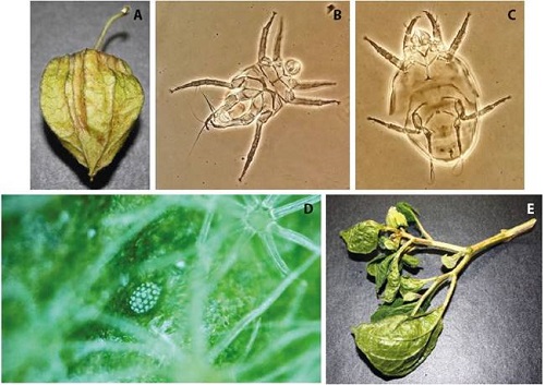 A) Bronceado en cáliz de fruto de Physalis peruviana provocado por Polyphagotarsonemus latus, B) Macho de P. latus asociado con P. peruviana, C) Hembra de P. latus asociada con P. peruviana, D) Huevo de P. latus depositado en follaje de P. peruviana, E) Deformación de brotes provocado por P. latus en P. peruviana.